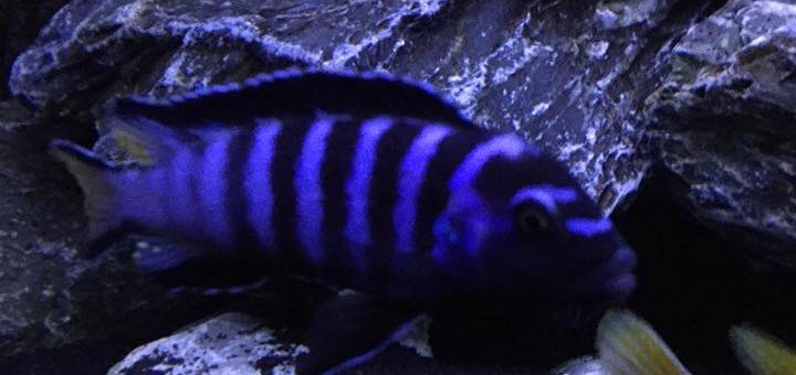 Pseudotropheus elongatus