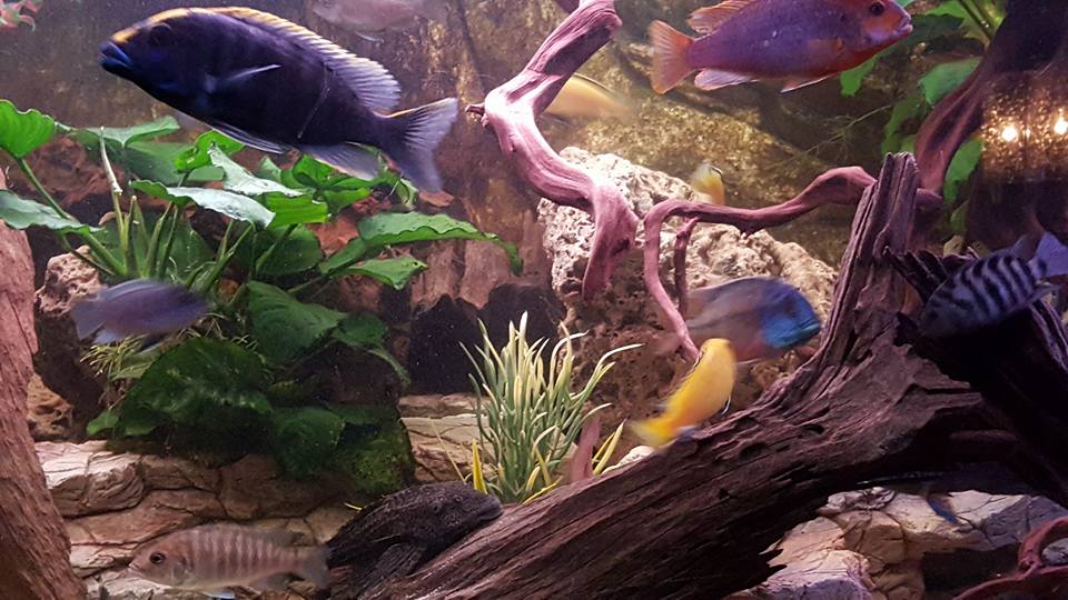 klinker jongen vervorming Cichliden - Vissen Aquarium