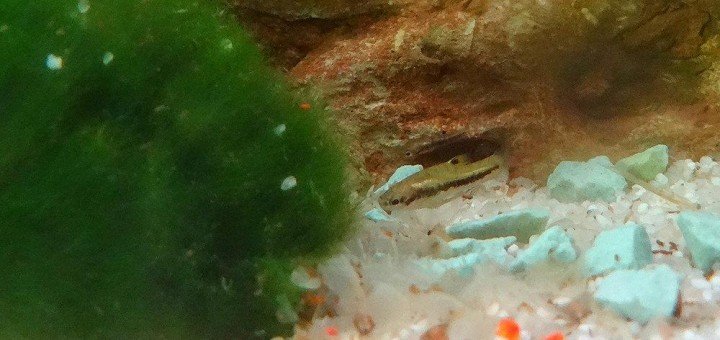 Dwergtandkarper Heterandria formosa