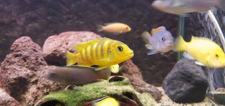 Pseudotropheus zebra