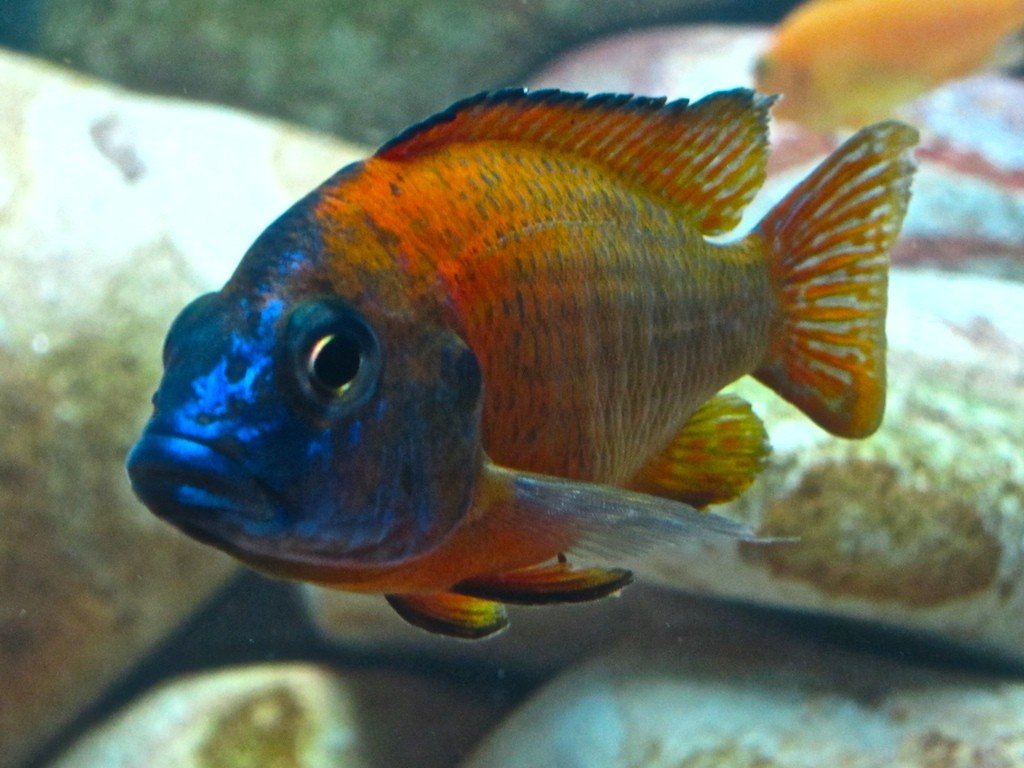 Aulonocara Nyassae