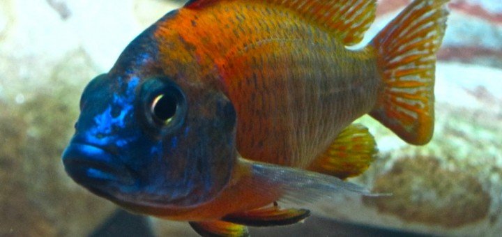 Aulonocara Nyassae