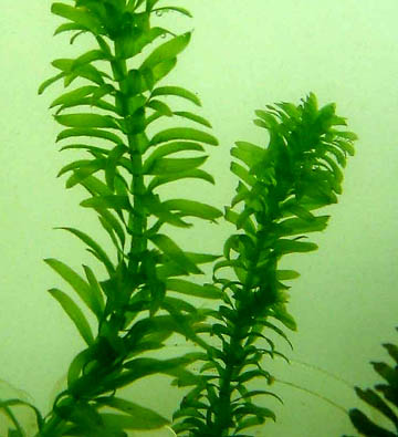 Gedeeltelijk Naleving van wrijving Waterplanten - Vissen Aquarium