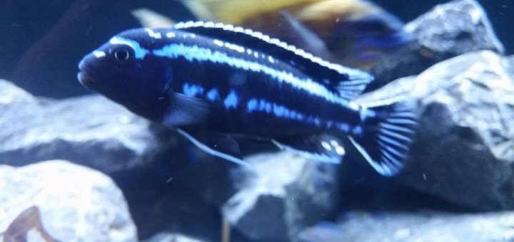 Melanochromis Cyaneorhabdos