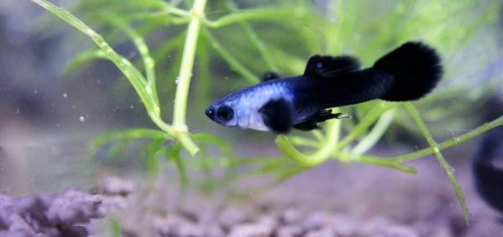 Guppy