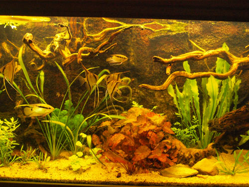 aquarium9-11-2009-5
