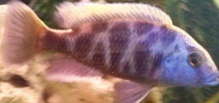 Nimbochromis Venustus