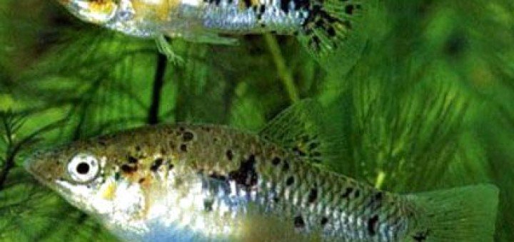 poecilia vittata