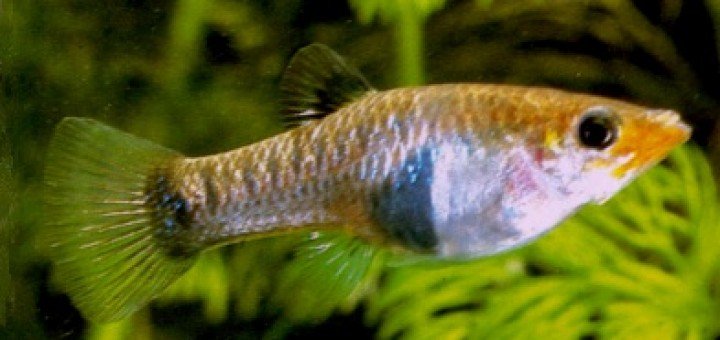 Jamaicakarper Poecilia melanogaster