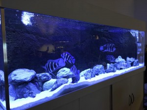 Tanganyika Aquarium
