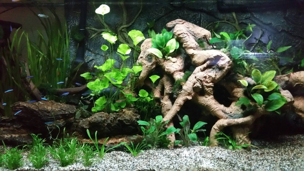 natuurlijk biotoop aquarium