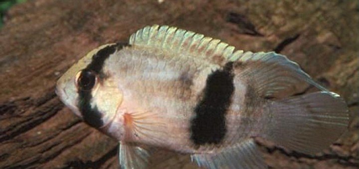Cleithracara maronii
