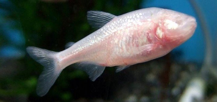 Anoptichthys