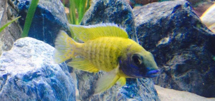 Aulonacara beanchi benga
