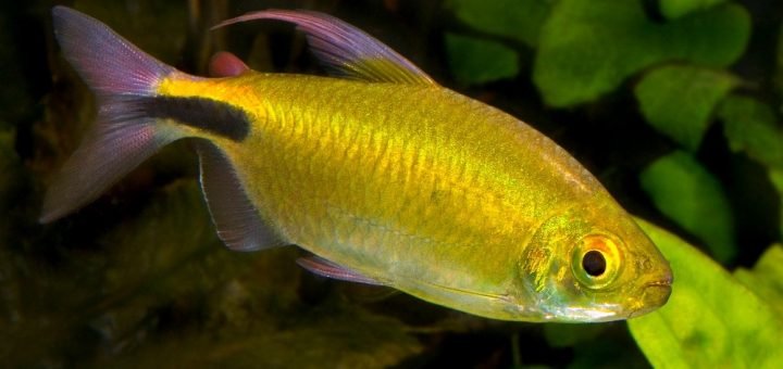 Brycinus longipinnis