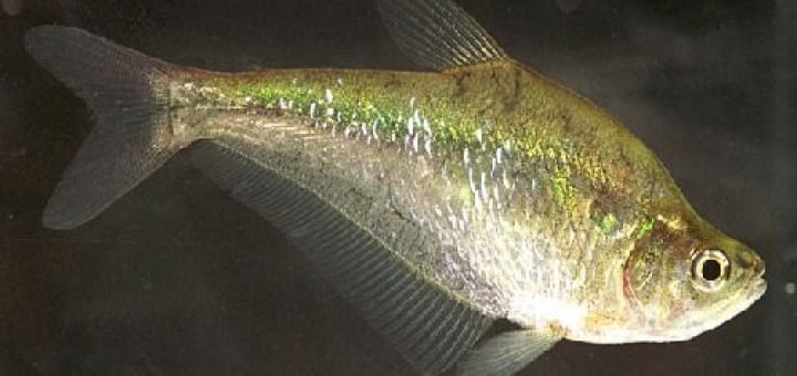 Charax Gibbosus Gebochelde Kaperzalm