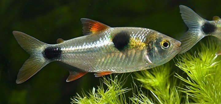 Exodon Paradoxus