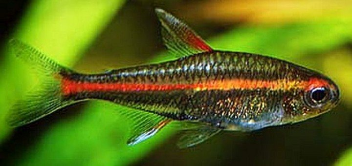 Vuurneon