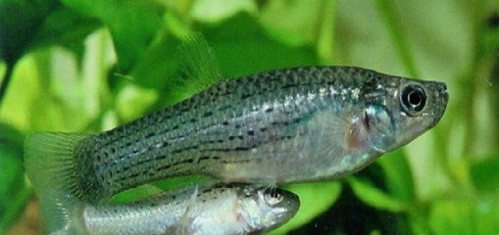 Jenynsia Lineata
