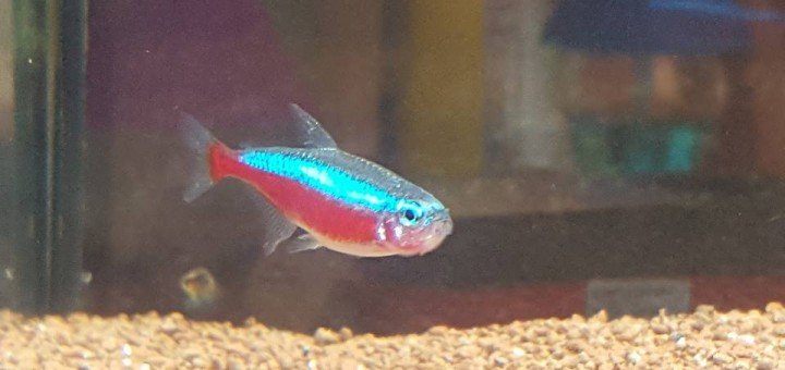 Kardinaal tetra