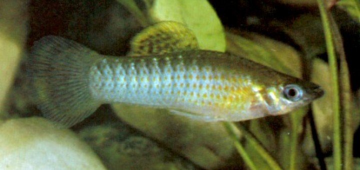 Poecilia sphenops