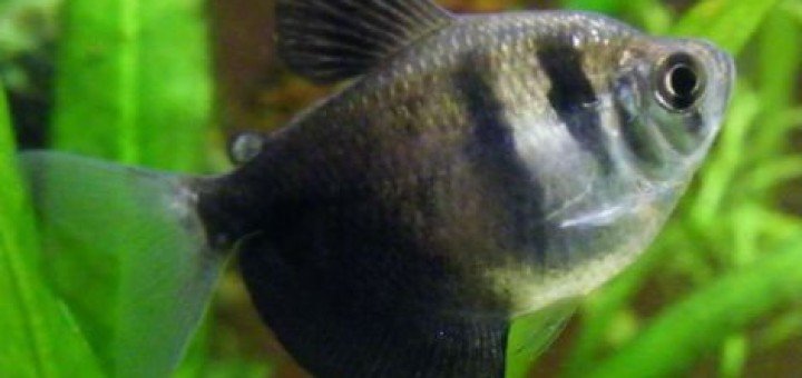 Zwarte tetra