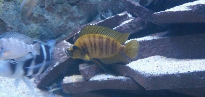 altolamprologus calvus