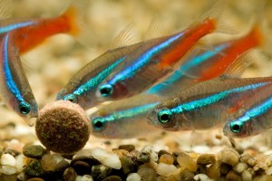 neon_tetra_fish_aquarium