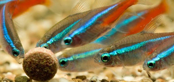 Neon Tetra
