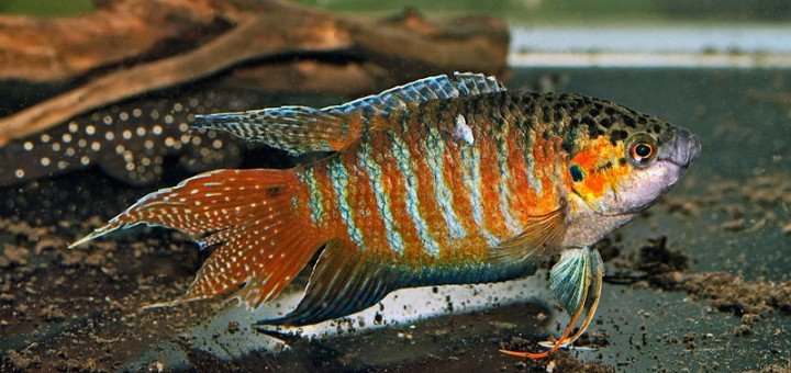 macropodus opercularis