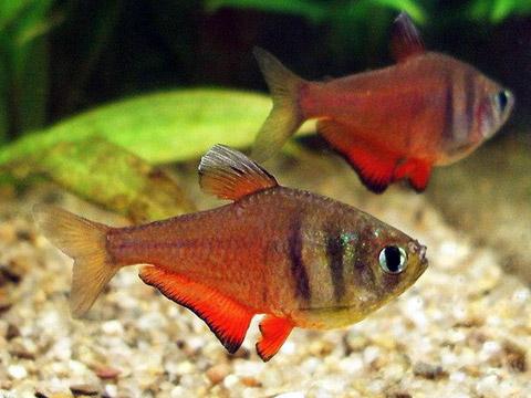 Beoefend klok Opeenvolgend Rode Rio - Vissen Aquarium