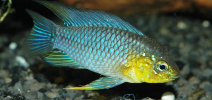 Apistogramma borellii