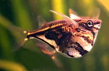 Carnegiella strigata