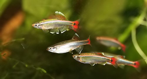 Chinese Danio