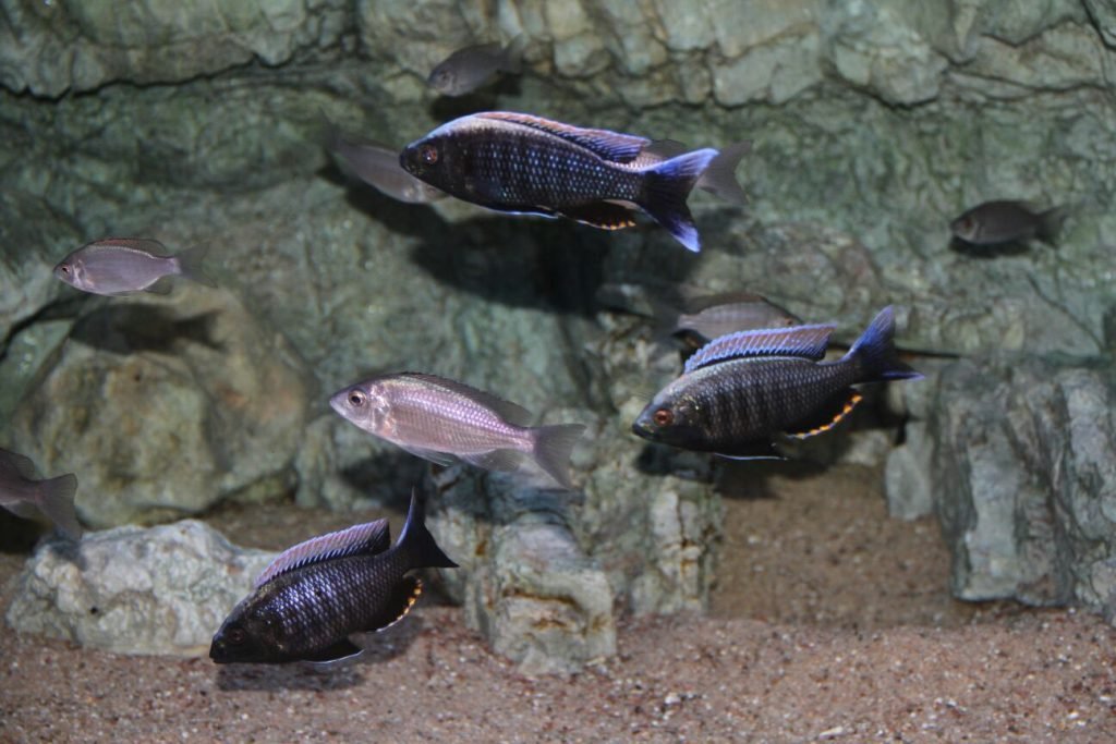 Copadichromis virginalis Firecrest