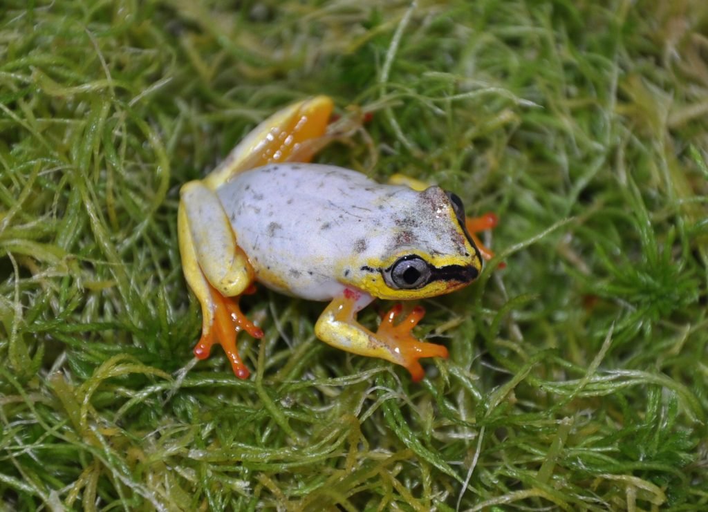 Heterixalus madagascariensis