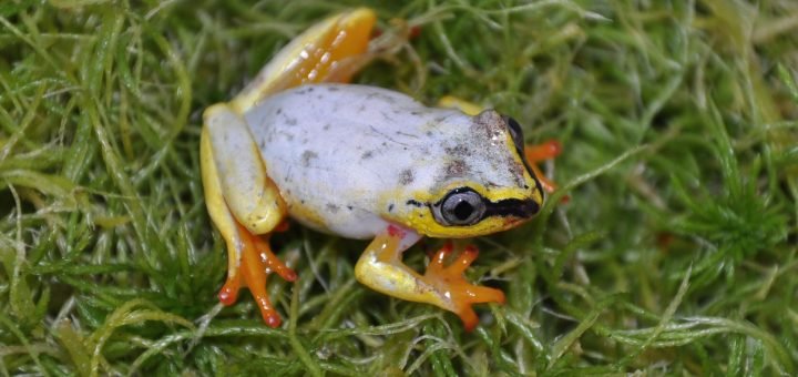 Heterixalus madagascariensis