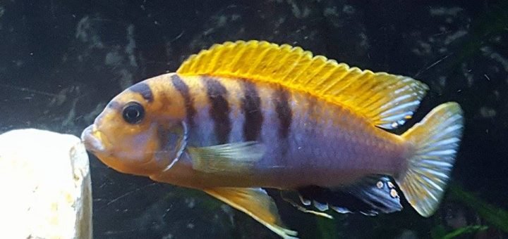 Labidochromis Hongi