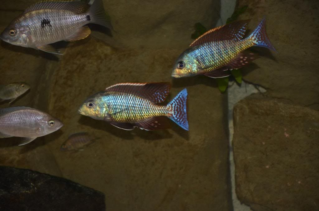 Lethrinops Marginatus Matema