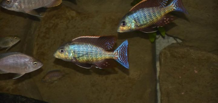 Lethrinops Marginatus Matema