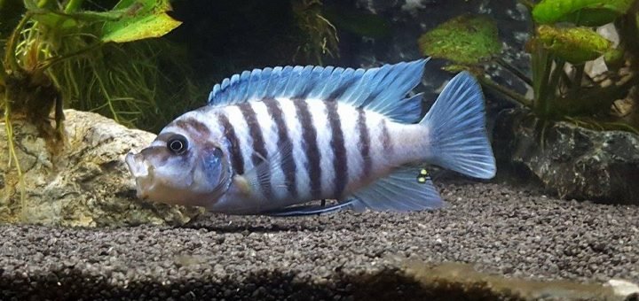 Metriaclima zebra chilumba maisoni reef