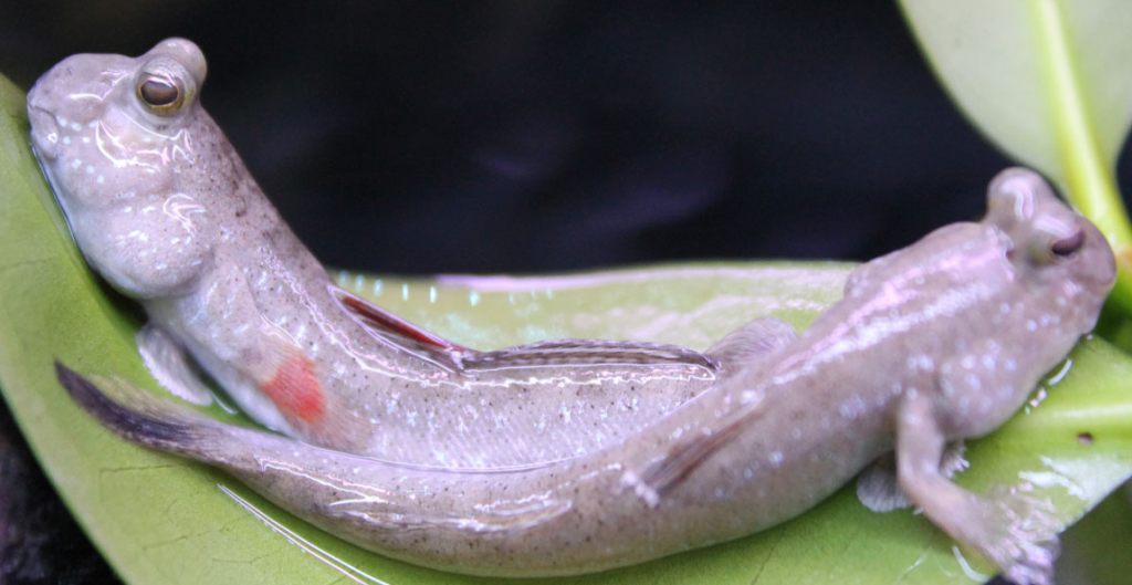 Periophthalmus novemradiatus