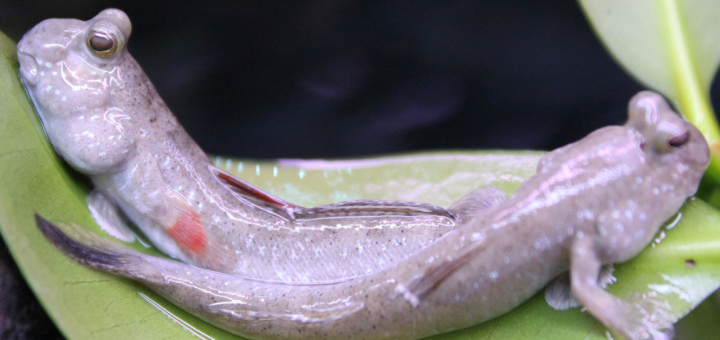 Periophthalmus novemradiatus