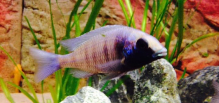 Placidochromis phenochilus gissel