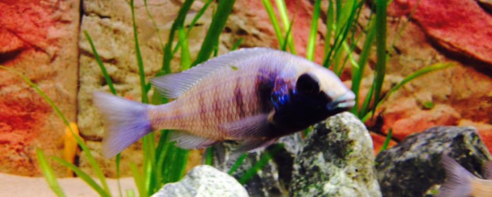 Placidochromis phenochilus gissel