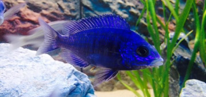 Placidochromis phenochilus-Mdoka White Lips