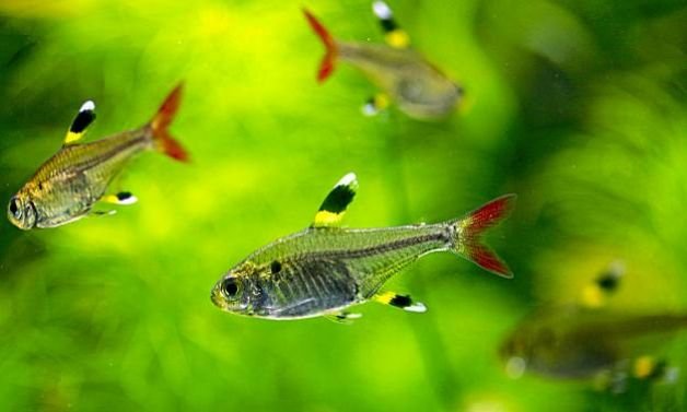 Pristella maxillaris