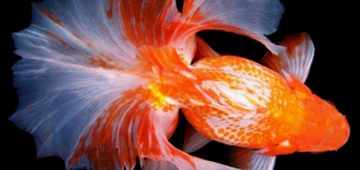 Tosakin Goudvis