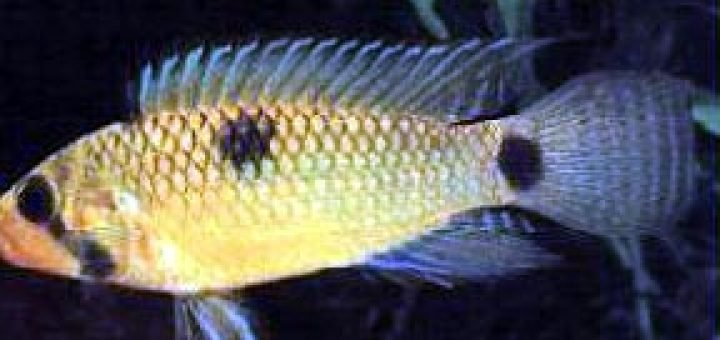 apistogramma hippolytae