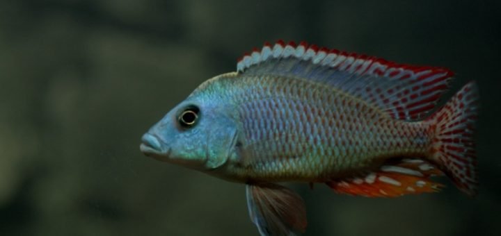 Otopharynx tetrastigma